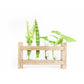 Ainsley | Propagation Station